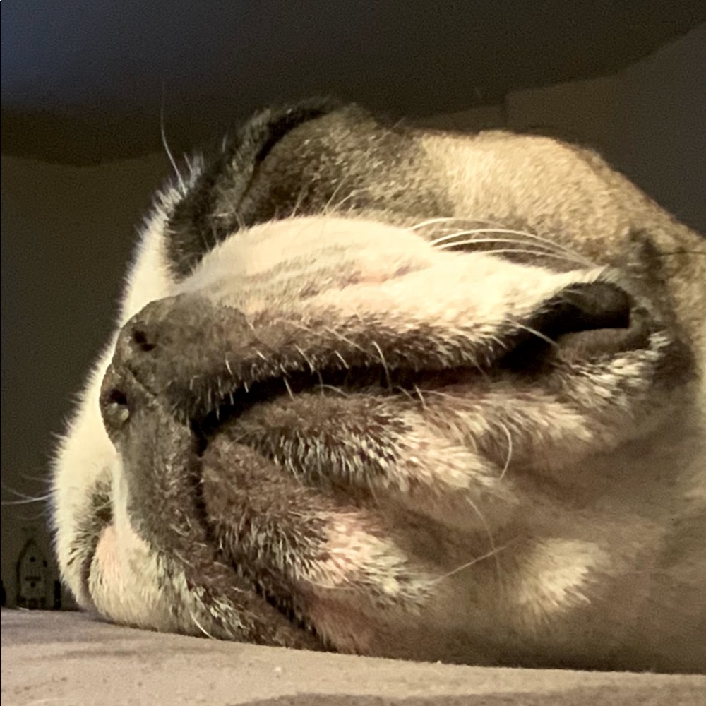 Meet your Posher, Debbie